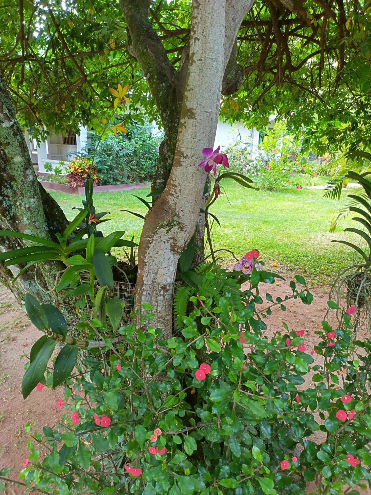 Hcs Bungalows Turtle Bay Rustic Bungalow Au Cap Zewnętrze zdjęcie